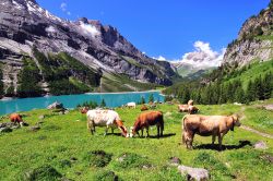 Mucche al Pascolo al lago Oeschinen di Kandersteg in Svizzera