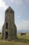 Mucche al pascolo nei pressi dell'oratorio di Santa Caterina, isola di Wight. Queste rovine sono ciò che rimane di un oratorio di epoca medievale dedicato a Santa Caterina.

