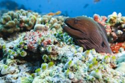 Una murena spunta dalla barriera corallina circostante un'isola delle Maldive. Le immersioni permettono di scoprire la ricca vita sottomarina dell'arcipelago - foto © nitrogenic.com ...
