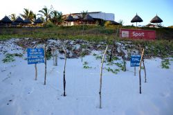 Nido di tartaruga: sulla spiaggia del Garoda Beach Resort, presso Watamu, le tartarughe marine depongono le uova in alcuni periodi dell'anno. In queste occasioni, il personale recinta la ...