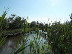 Oasi naturale di  valle Averto a Campagna Lupia, laguna Veneta