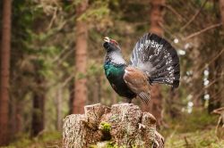 Osservatorio Eco-Faunistico del Parco Regionale delle Orobie Valtellinesi di Aprica: un esemplare di Gallo Cedrone, specie in estinzione