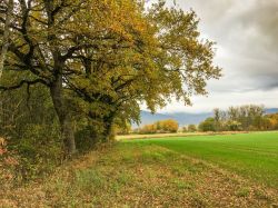 Paesaggio autunnale nei dintorni di Ferney-Voltaire, Francia. Querce e campi di culture in una giornata nuvolosa con il cielo grigio.

