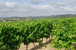 Il paesaggio collinare tra Limoux e Carcassonne Francia - © Claudio Giovanni Colombo / Shutterstock.com