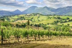 Il dolce paesaggio delle colline marchigiane nei dintorni di Camerino