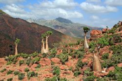 Paesaggio di Socotra con le celebri "bottle trees", Yemen. L'albero del cetriolo (Dendrosicyos socotranus) è una pianta della famiglia Cucurbitaceae, unica specie del genere ...
