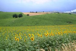 Paesaggio estivo tra le colline del Molise