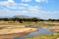 Dopo il Serengeti, il Ruaha è il parco più grande della Tanzania. Ippopotami, coccodrilli e pesci vivono nel fiume che fornisce acqua permanente al parco rappresentando così ...