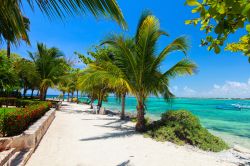 Palme sulla spiaggia di Akumal, Riviera Maya, Messico. La sabbia qui è talmente bianca e candida che anche a mezzogiorno si può passeggiare a piedi nudi senza scottarsi.

