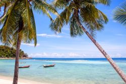 Palme sulla spiaggia di Haad Yao sull'isola di Pha Ngan, Thailandia. Questo tratto di litorale è caratterizzato da una folta vegetazione e ospita locali, ristoranti e bungalow.
