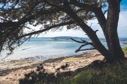 Panorama della baia di Morlaix vista atraverso gli alberi dell'isola di Sterec, Bretagna, Francia.

