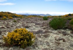 Panorama della collina dal Dornoch Firth, Scozia. Questo fiordo si trova sulla costa orientale di Highland, nel nord della Scozia.

