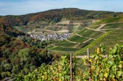 Panorama di Dernau, Renania-Palatinato, Germania. Si tratta di un noto villaggio vinicolo lungo il fiume Ahr circondato da pendii coltivati a vigneti.

