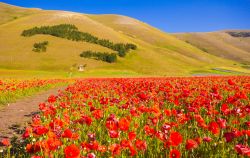 Papaveri a Castelluccio di Norcia, Umbria, Italia. Migliaia di fiori rendono questa vallata una vera perla dell'Appennino - © Buffy1982 / Shutterstock.com