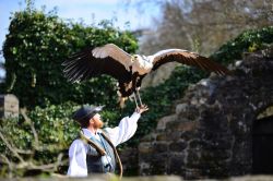 Parco Puy du Fou a Les Epesses, Francia: un esemplare di serpentario o segretario, uccello rapace africano, durante una dimostrazione al parco tematico dedicato alle epoche storiche - © ...