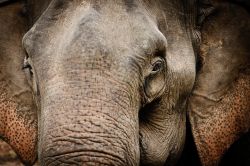 Particolare di un elefante a Chiang Rai, Thailandia - © Phrej / Shutterstock.com