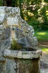 Particolare in un parco naturale a Manziana nel Lazio