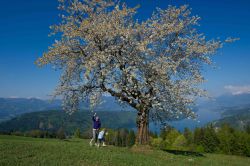 Pasqua in Carinzia, fiori, laghi e montagne - © Carinzia.at / Franz Gerdl