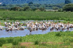 Pellicani al lago Manyara, Tanzania: si tratta di un bacino d'acqua alcalina poco profondo nel ramo Natron-Manyara-Balangida della East African Rift.

