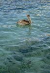 Un pellicano in attesa di catturare un pesce al largo di Playa Grandi, isola di Curacao.
