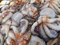 Pesce fresco appena pescato al porto di Trani, Puglia. 
