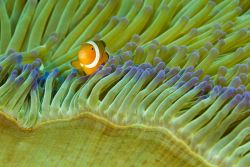 Isola di Komodo: situata nel Mar di Flore, si tratta di un paradiso per le immersioni. Nella foto è stato immortalto il pesce pagliaccio (Clownfish, Amphiprion ocellaris), che vie al ...