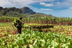 Una piantagione di tabacco nella Valle de Viñales, dichiarata Patrimonio dell'Umanità dall'UNESCO. Siamo all'estremo nord di Cuba, ad ovest de La Habana.