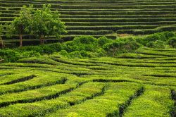 Piantagioni di tè a Sao Miguel, una delle isole Azzorre (Portogallo) - © John Copland / Shutterstock.com