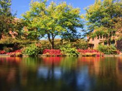 Piante e fiori lungo il canale centrale di Indianapolis, Indiana, Stati Uniti d'America.
