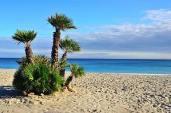 Piccole palme su una spiaggia di Finale Ligure, Savona.
