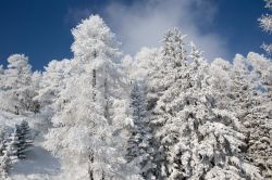 Pini innevati a Villaroger nei pressi di Les Arc, Alpi, Francia. Siamo nel cuore della valle del fiume Isere. 

