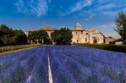 Un pittoresco campo di lavanda in fiore al monastero di Saint-Paul de Mausole, Saint-Remy-de-Provence (Francia).



