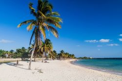 Turisti in relax a Playa Giron, Cuba. Palme, sabbia bianca e finissima e mare cristallino rendono questo scenario naturale meta prediletta per chi è alla ricerca di una vacanza all'insegna ...