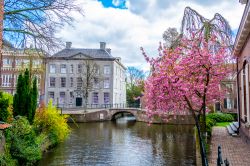 Alberi in fiore durante la primavera lungo i canali di Amersfoort, Olanda.
