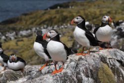 Pulcinelle di mare sull'isole Farne, Inghilterra. E' la specie più abbondante su queste isole inglesi dove è presente in oltre 50 mila coppie. Nidifica in fori nel terreno ...