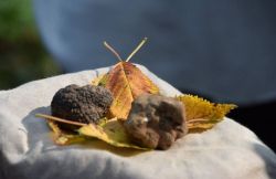 Raccolta di tartufi a La Morra in Piemonte: Truffle tour nelle Langhe