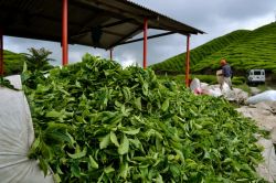 Sungei Palas: in questa piantagione delle Cameron Highlands conosciuta con il nome di Sungei Palas è possibile vedere da vicino il lavoro dei braccianti che scaricano enormi sacchi colmi ...