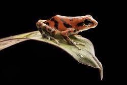 Un esemplare di rana freccia avvelenata (Oophaga Pumilio), nella foresta tropicale di Bastimentos, Bocas del Toro. Pur non essendo fra le più velenose, ha comunque un alto grado di tossicità ...