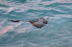 Una razza vicino alla riva della spiaggia di Asdu alle Maldive, Atollo di Malé Nord.