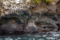 Granchi sulla costa rocciosa dell'isola di Bartolomè, Galapagos. L'isola prese il nome da Bartholomew James Sullivan un luogotenente della marina britannica, che faceva parte ...