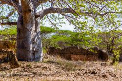 Rovine di una cinta muraria fatta di corallo nella città di Takwa, Manda Island, Kenya. Al centro della foto, un enorme albero di baobab.


