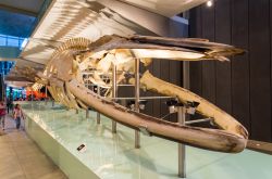 Scheletro di una balena blu al Melbourne Museum, Victoria, Australia. E' un importante museo di storia e storia naturale nei Giardini Carlton - © Nils Versemann / Shutterstock.com