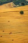 Scorcio della campagne di Seggiano in Maremma