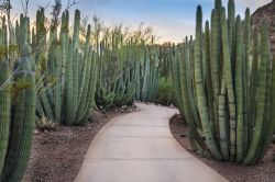 Sentiero in una foresta di piante di cactus a Phoenix, Arizona. Siamo nel Desert Botanical Garden che ospita più di 20 mila piante. 


