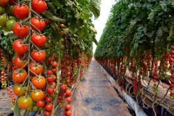 Serra di pomodori, Dakhla: in mezzo al deserto, all'interno di enormi serre della Ferme Tawarta, vengono coltivati pomodorini e meloni destinati soprattutto al mercato europeo.