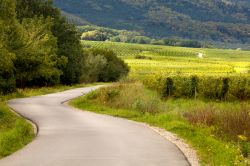 Il paesaggio dei vigneti in Alsazia, lungo la strada che collega Barr e Andlau, nell'est della Francia - © Anneka / Shutterstock.com