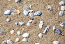 Conchiglie del Mare del Nord sulla spiaggia di Scheveningen nei Paesi Bassi