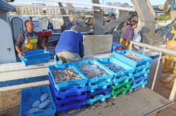 Pescatori vendono il pesce al porto di La Vila Joiosa, Spagna. Una visita all'area portuale permette di osservare l'animata vendita all'asta del pescato e dei frutti di mare raccolti ...
