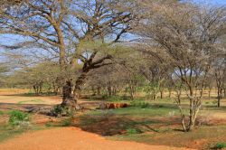 Siccità in Kenya, regione di Marsabit: siamo nella remota zona di Korr che offre alla vista paesaggi semi desertici.

