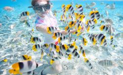 Nella laguna di Bora Bora (Polinesia Francese) lo snorkeling è tra le attività preferite dai turisti: centinaia di pesci tropicali diversi vi aspettano appena sotto la superficie ...